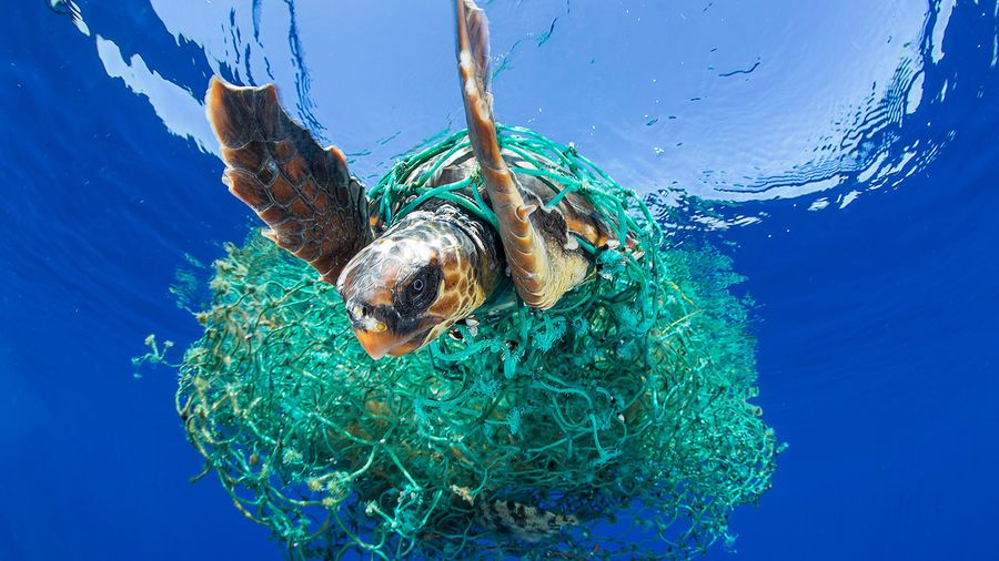 Plastic pollution : The Deadly Impact of Plastic on Sea Turtles