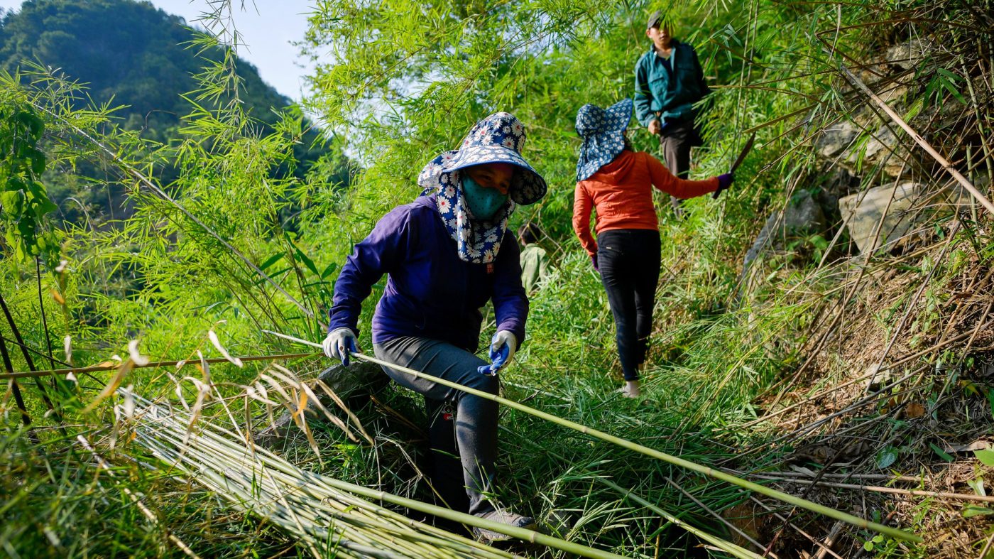 Organic-Bamboo-Straw